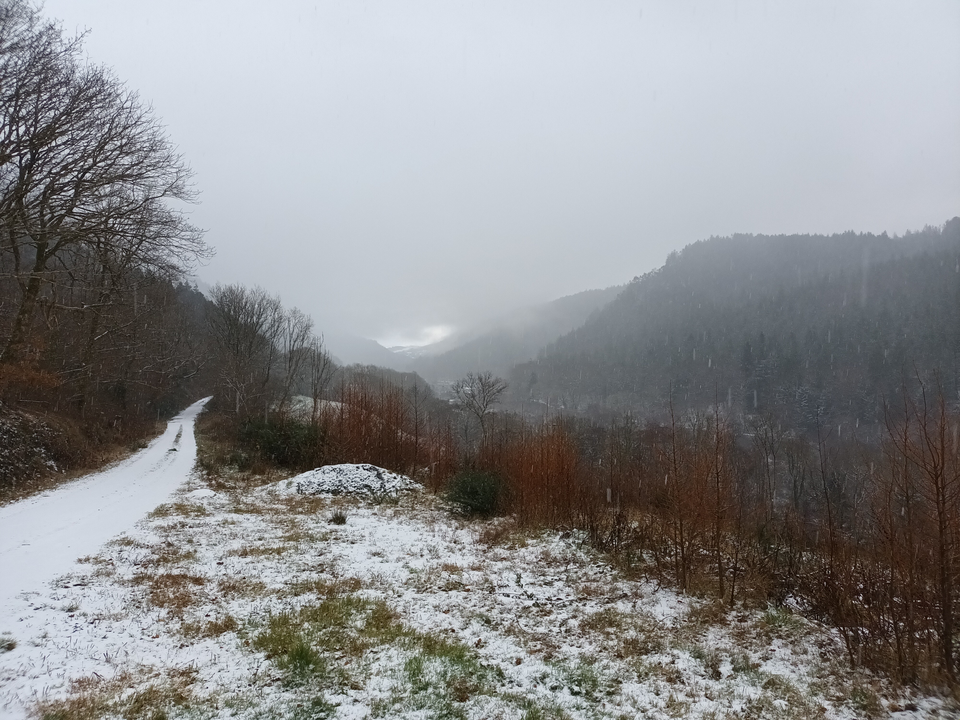 Winter approach to the woodland entrance at Ystwyth Retreat